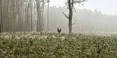Nadleśnictwo Radziwiłłów zaprasza naszych mieszkańców na zajęcia
