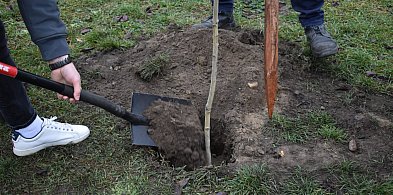 Będą sadzić las w Teresinie, gmina zaprasza mieszkańców