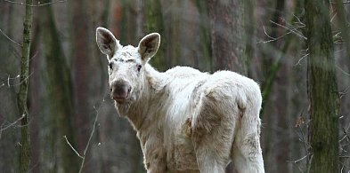 Takie cudo w KPN, co ciekawe, to nie albinos