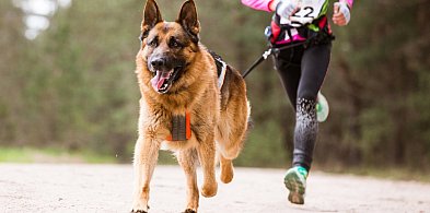MOSiR otwiera zapisy na Bieg z Psem