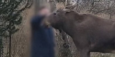 Nie prowokujcie tragedii: apel Kampinoskiego Parku Narodowego