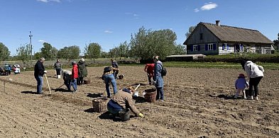 Będą sadzić ziemniaki w skansenie, można dołączyć
