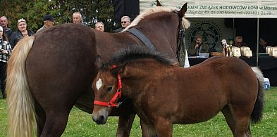 Nadchodzące wydarzenia w Sochaczewie i okolicy [24 kwietnia - 3 maja]