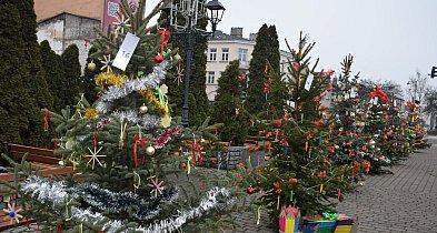 Choinki pod choinkę w Sochaczewie: drzewka ubrane, rusza głosowanie-90106