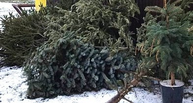 Gmina Sochaczew odbierze żywe choinki od mieszkańców-90670