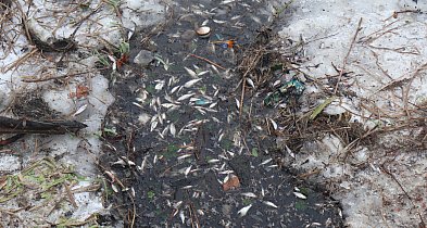 Śnięte ryby w stawie w Parku Garbolewskiego, sprawa w toku-90679