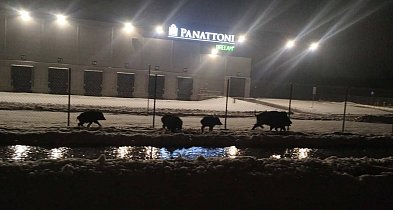 Dziki patrol w Bielicach-90739