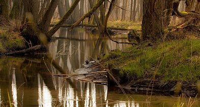 Licytacje WOŚP: spacer z leśnikiem po lasach Nadleśnictwa Radziwiłłów