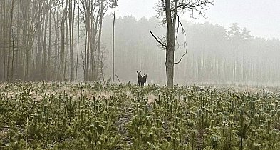 Nadleśnictwo Radziwiłłów zaprasza naszych mieszkańców na zajęcia