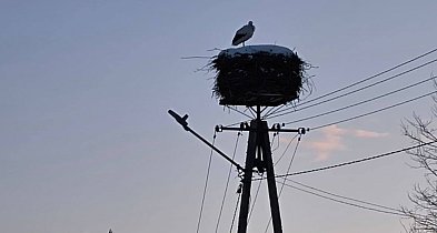 Bocian biały w KPN. Przetrwał najtrudniejszą zimę życia