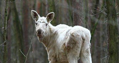 Takie cudo w KPN, co ciekawe, to nie albinos