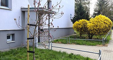 Wiosna w Socho zgodnie z planem, prognozy na święta znakomite