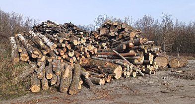 Program Port Polska przekazuje drewno powiatowi sochaczewskiemu