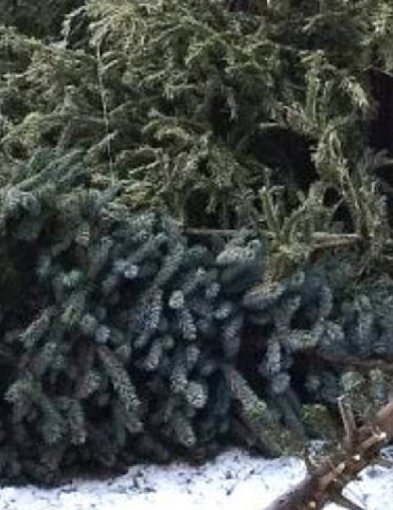 Gmina Sochaczew odbierze żywe choinki od mieszkańców-90670