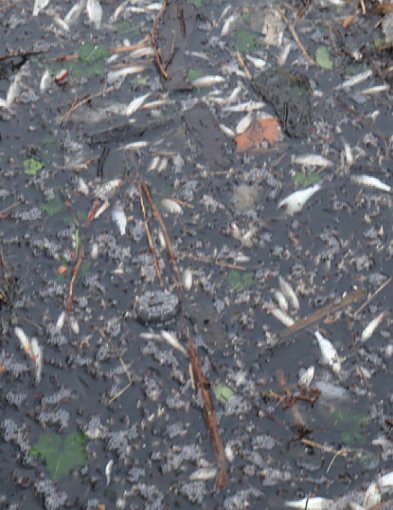 Śnięte ryby w stawie w Parku Garbolewskiego, sprawa w toku-90679