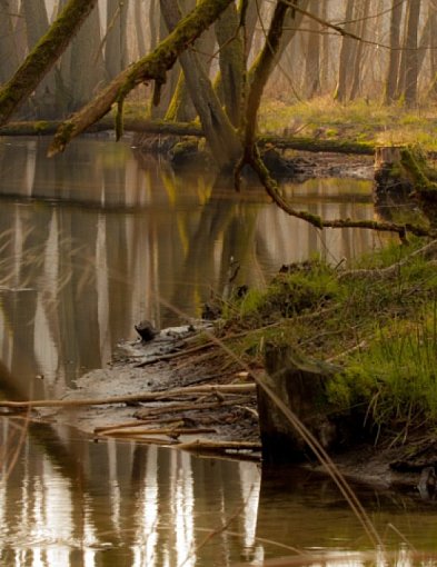 Licytacje WOŚP: spacer z leśnikiem po lasach Nadleśnictwa Radziwiłłów
