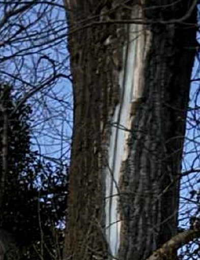 Otwarte rany na pniach w naszym parku, drzewa nie wytrzymują