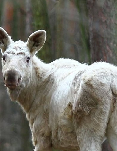 Takie cudo w KPN, co ciekawe, to nie albinos