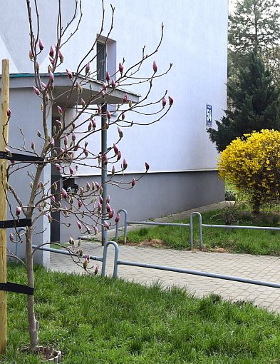 Wiosna w Socho zgodnie z planem, prognozy na święta znakomite