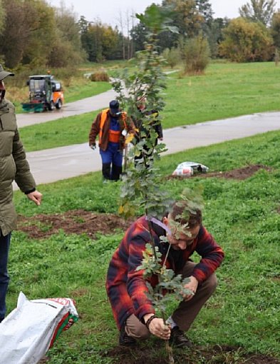 RośnieMY razem Sochaczew: będą nowe drzewa, wśród nich tulipanowce