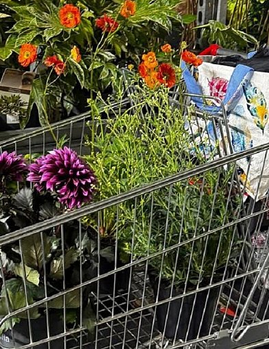 Trzydniowy kiermasz kwiatów i roślin w ramach wspólnego świętowania