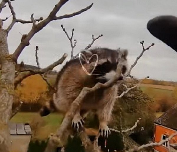 Nowy Białynin: strażacy wezwani do niezidentyfikowanego zwierzęcia-88385