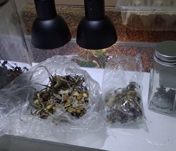 Policja Sochaczew: marihuana w pojemniku, a grzybki na suszarce i w lodówce-89045