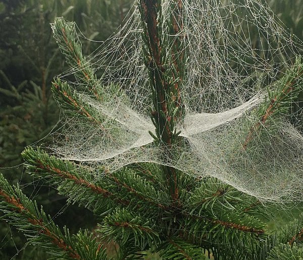 Kupujesz żywą choinkę na święta? Ten szczegół łatwo przeoczyć-89848