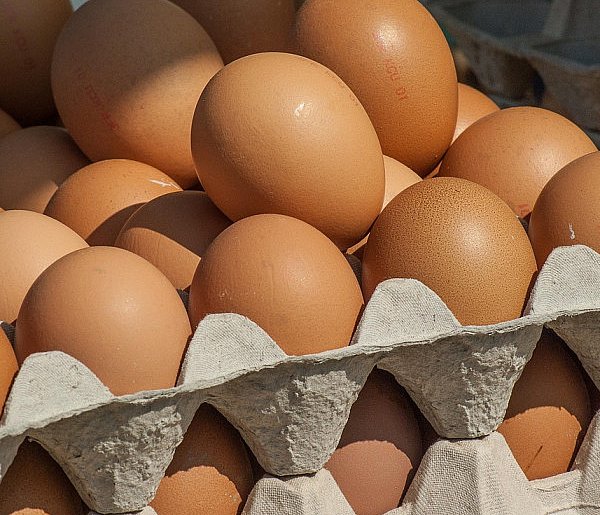 Salmonella wykryta w jajach! GIS wydał pilne ostrzeżenie-89985