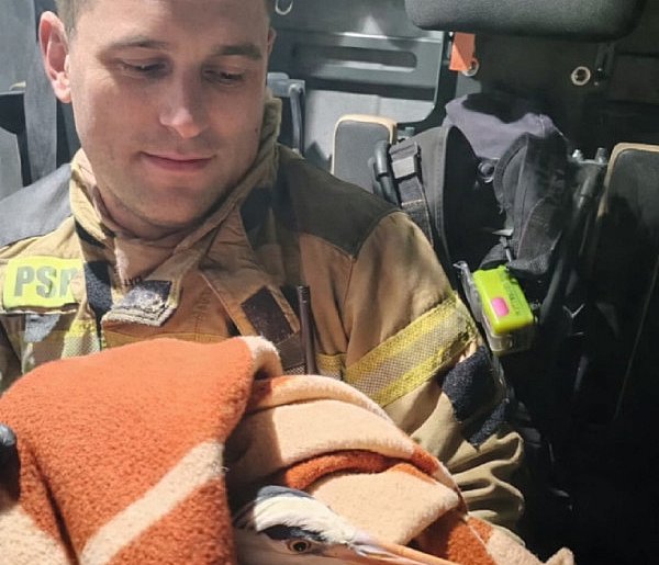 Sochaczewscy strażacy uratowali ptaka, nietypowa interwencja nad Bzurą