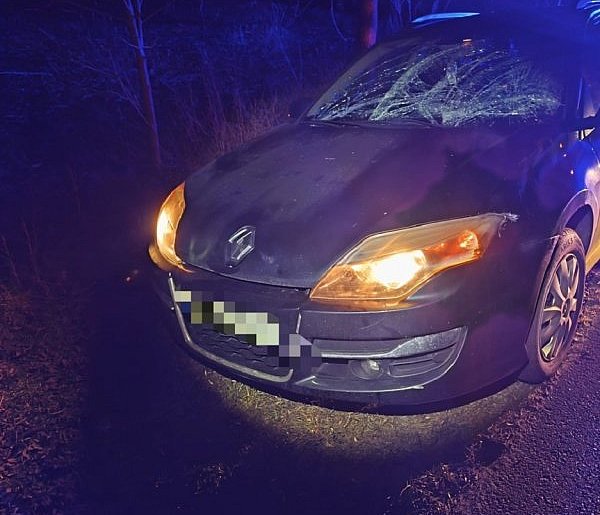 Sarna, łoś, borsuk. Kilkanaście potrąceń w ciągu kilku dni w powiecie