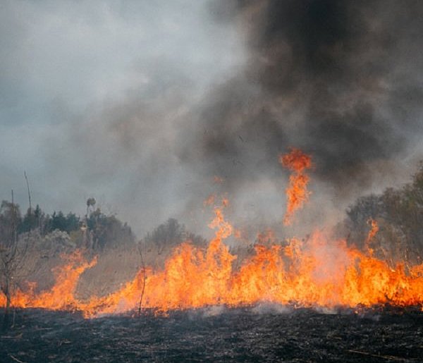 Strażacy o pożarze za szkołą. Ludzka nieodpowiedzialność i jej ofiary