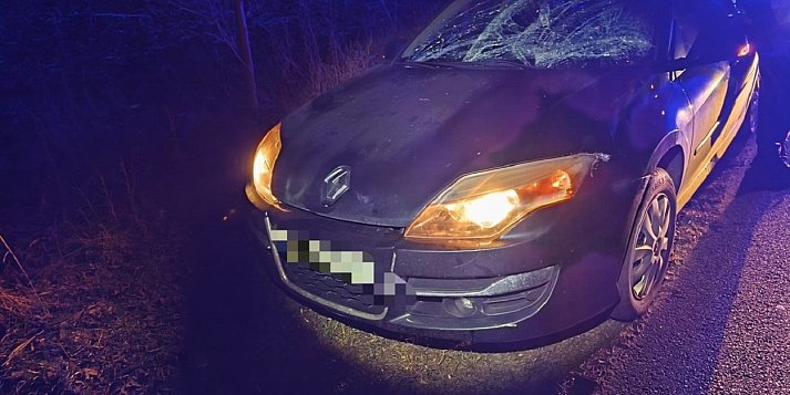 Sarna, łoś, borsuk. Kilkanaście potrąceń w ciągu kilku dni w powiecie
