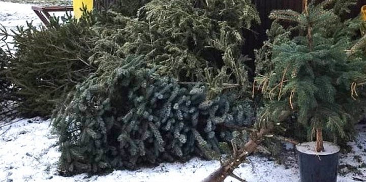 Gmina Sochaczew odbierze żywe choinki od mieszkańców-90670