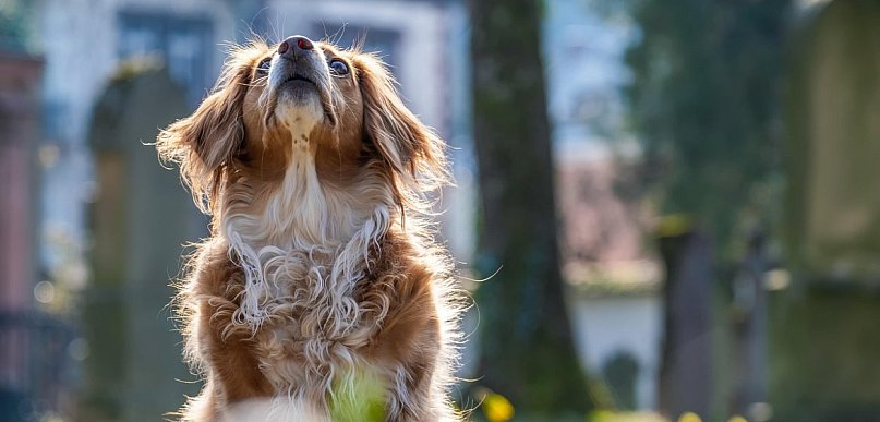 Problemy z układem ruchu u psa: przyczyny, objawy i koszty leczenia