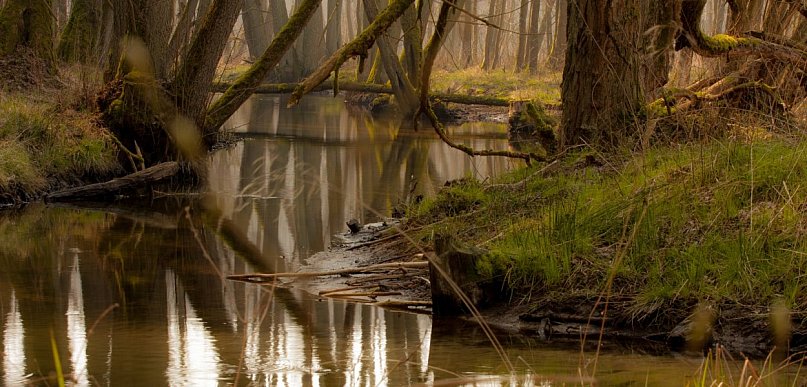 Licytacje WOŚP: spacer z leśnikiem po lasach Nadleśnictwa Radziwiłłów