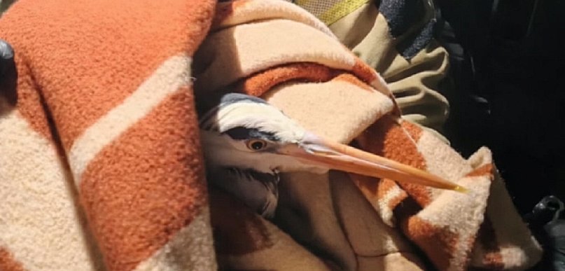 Sochaczewscy strażacy uratowali ptaka, nietypowa interwencja nad Bzurą