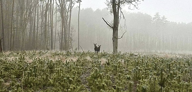 Nadleśnictwo Radziwiłłów zaprasza naszych mieszkańców na zajęcia