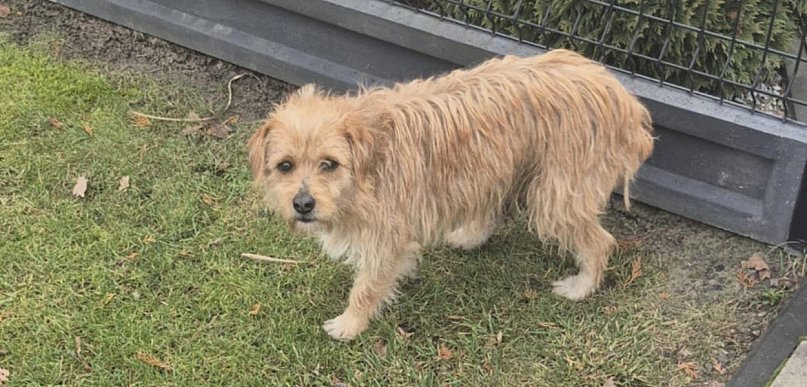 Zimowa zbiórka dla schroniska Psiakowo w Młodzieszynie trwa