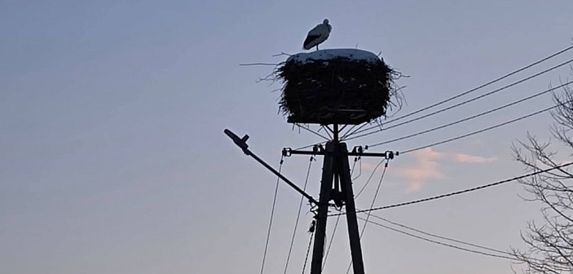 Bocian biały w KPN. Przetrwał najtrudniejszą zimę życia
