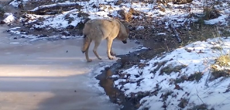 Fotopułapka KPN: wilki w przygotowaniach na przyjście młodych [VIDEO]