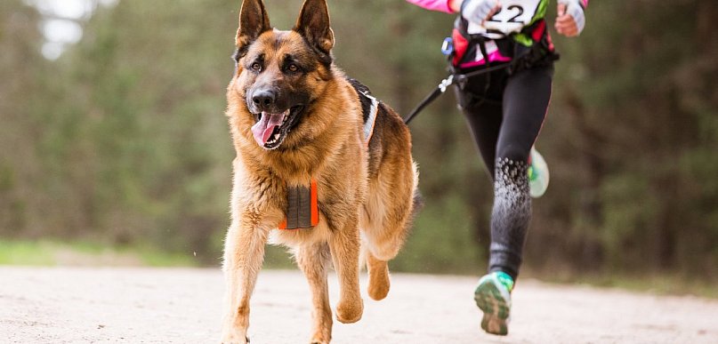 MOSiR otwiera zapisy na Bieg z Psem
