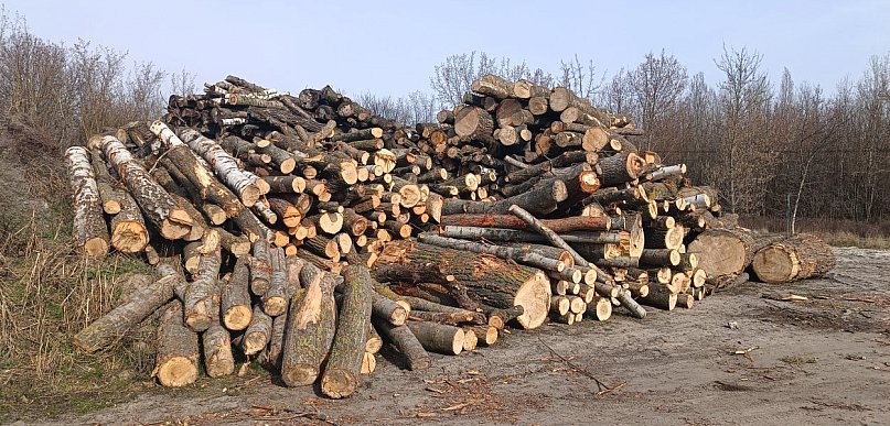 Program Port Polska przekazuje drewno powiatowi sochaczewskiemu