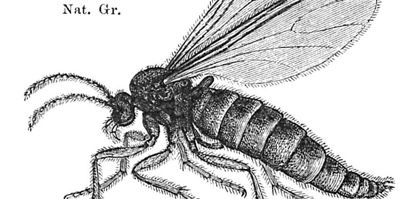 Ziemiórki w doniczce – jak rozpoznać problem i skutecznie go zwalczać