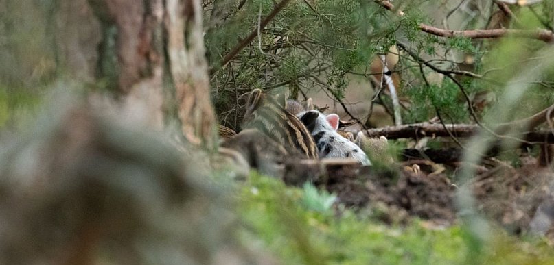 Show-biznes w KPN: jest nowy gracz