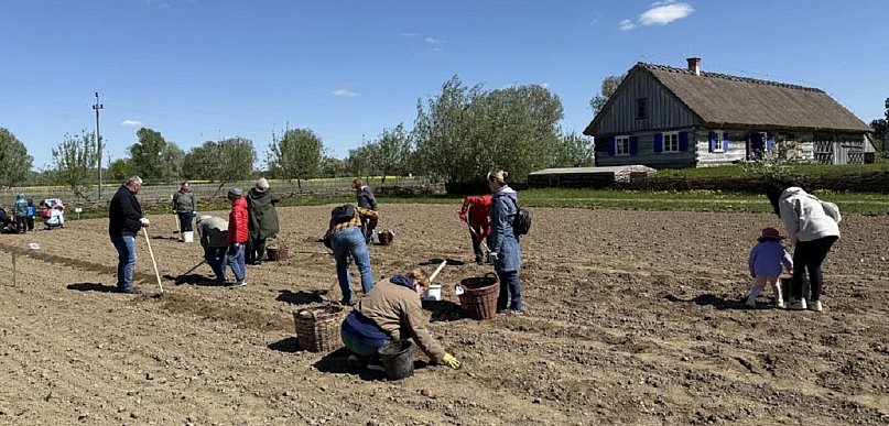 Będą sadzić ziemniaki w skansenie, można dołączyć