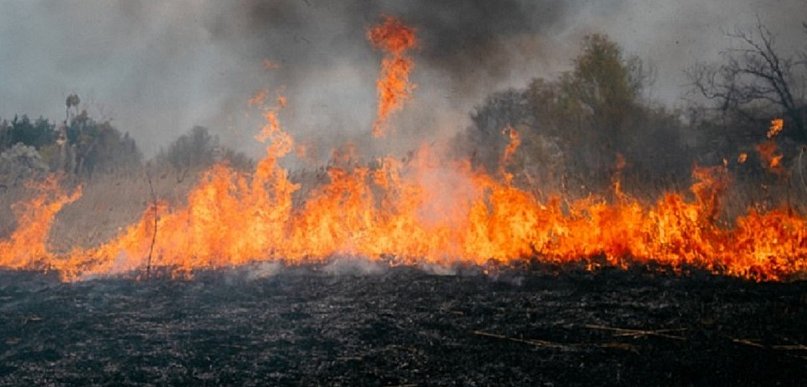 Strażacy o pożarze za szkołą. Ludzka nieodpowiedzialność i jej ofiary