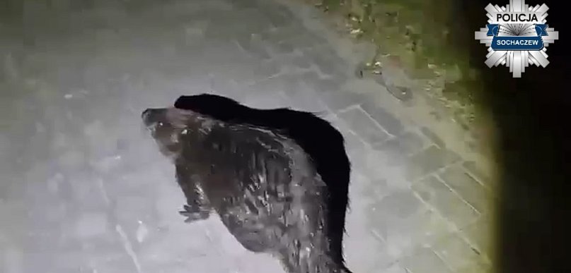 Specjalna eskorta policji w Brochowie, jest nagranie z akcji [WIDEO]