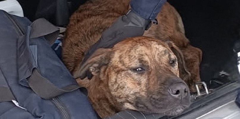 Zdezorientowany pies na DK 50 w Młodzieszynie,  pomogli policjanci z Płocka - 88128