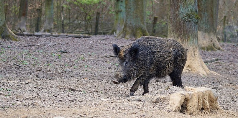 Dzik jest dziki, dzik jest zły: o dzikach na sesji w Młodzieszynie i nie tylko - 89021